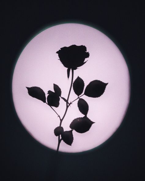 Flower Shadow Painting, Flower Shadow Photography, Flower Stop Motion, Silhouette Photography Aesthetic, Light Moodboard, Shadow Flower, Photoshoot Lights, Low Key Photography, Rose Shadow