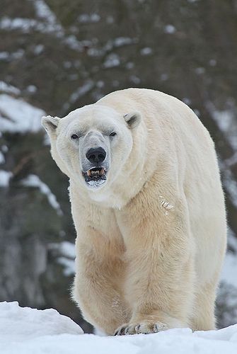 polar bear Troll. Wow, came to the wrong neighborhood... Bear Expressions, Angry Polar Bear, Angry Bear, Penguins And Polar Bears, Bear Bear, Bear Pictures, Majestic Animals, Animal Totems, White Bear