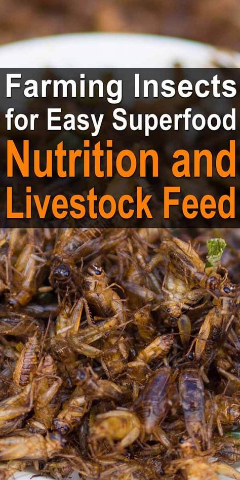 Meal Worms Raising, Cricket Farming, Snail Farming, Edible Insects, Meal Worms, Chicken Diet, Livestock Feed, Worm Farm, Grasshoppers