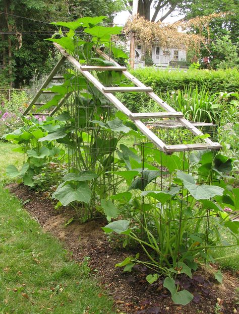 Tomato Trellis Ideas Raised Beds, Tomato Trellis, Garden Tomatoes, Trellis Ideas, Vertical Vegetable Garden, Diy Trellis, Veg Garden, Paper Towel Roll Crafts, Vegetable Garden Design