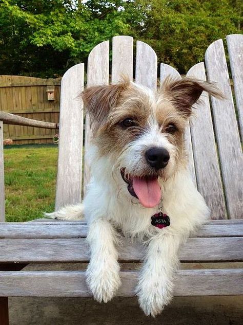 My baby girl Wire haired jack russell terrier mix breed. Check Terrier Mix Breeds, Jack Russell Terrier Mix, Russel Terrier, Parson Russell Terrier, Jack Russell Dogs, Jack Russells, Dog Exercise, Fox Terriers, Jack Russel