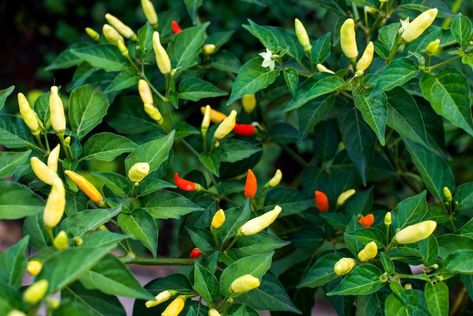 Homemade Tabasco Sauce Recipe, Tabasco Peppers, Back To Eden Garden, New Orleans Theme, Tabasco Pepper, Theme Garden, Hot Pepper Seeds, Eden Garden, Small Vegetable Gardens