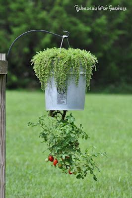 Upside Down Tomato Planter, Tomato Tree, Tomato Planter, Growing Tomato Plants, Balcony Gardening, Planter Diy, Garden Growing, Vegetable Garden Design, Growing Tomatoes