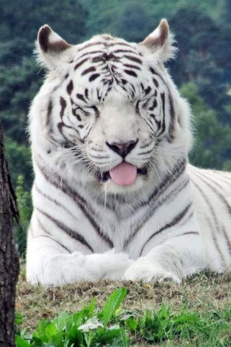 Tiger Pic, Galactik Football, Snow Tiger, White Tigers, Mobil Bmw, Gato Grande, Tiger Pictures, Cute Kawaii Animals, Pet Tiger