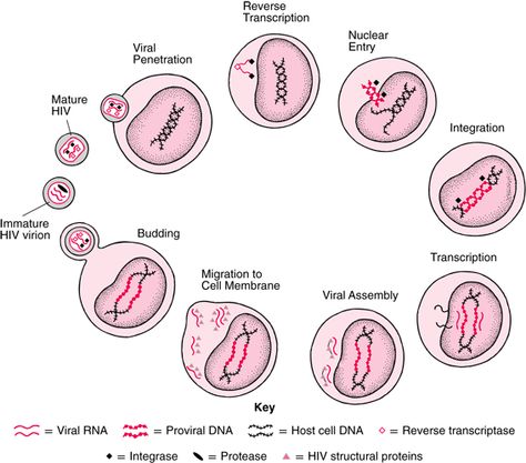 INF_HIV_life_cycle_PE.gif (567×500) Hiv Life Cycle, Dna Genetics, Nursing Classes, Happy Students, Hiv Aids, Viral Infection, Nursing Tips, Cell Membrane, Critical Care