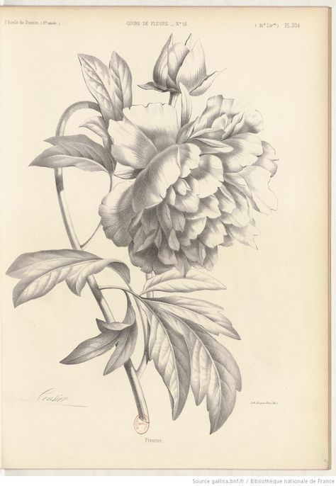 Album de l'École de dessin : journal des jeunes artistes et des amateurs -- 1855-11-25 -- periodiques Illustration Botanique Vintage, Moth Tattoo, Flower Art Drawing, Illustration Botanique, Botanical Illustration Vintage, Line Flower, Vintage Drawing, Plant Drawing, Botanical Drawings