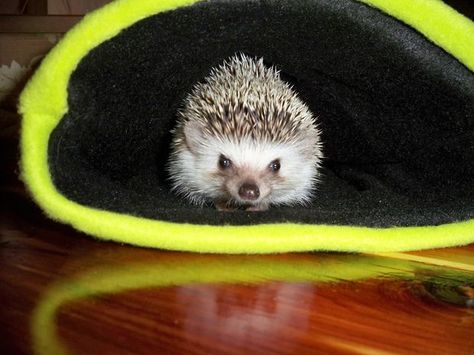 Reversible Hedgehog Snuggle Bag | Instructables Diy Hedgehog, Hedgehog Crafts, Hedgehog Accessories, Hedgehog Care, Hedgehog Cage, Pygmy Hedgehog, Hedgehog Craft, Hedgehog Pet, Baby Hedgehog