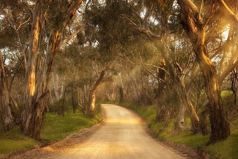 Clare Valley, Australia Landscape, Australian Photography, Wallpaper Computer, Scenic Photography, Gifts For Coffee Lovers, Cairns, Canberra, South Australia