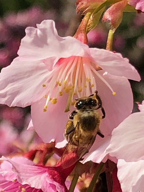 Flower Farms, Bee On Flower, Pink Cherry, Cherry Tree, First Kiss, Photography Inspo, Cherry Blossoms, First Night, Cherry Blossom