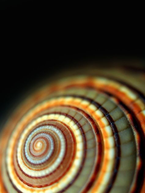 whitenoten Nature Shapes, Spirals In Nature, Foto Macro, Sea Scapes, Geometry In Nature, Spiral Shell, Fibonacci Spiral, Ivy House, She Sells Seashells