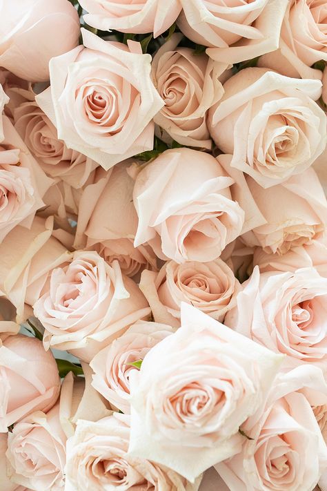 Make Rose Water, Natural Skin Toner, Photo Rose, How To Make Rose, Growing Roses, Flowers Wallpaper, Skin Toner, Beautiful Rose Flowers, Rose Wallpaper