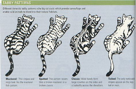 TABBY PATTERNS image Tabby Patterns, Cats Siberian, What Cats Can Eat, Cat And Cloud, Siberian Cats, Yes And Yes, Asian Leopard Cat, Cat Drawing Tutorial, Cat Anatomy