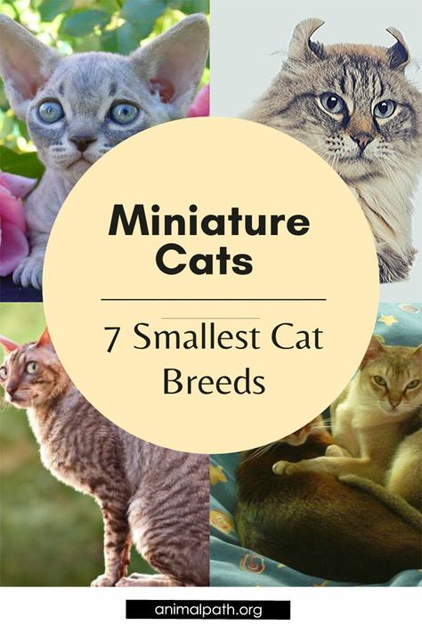 Fancy tiny cats? Find out the 7 smallest miniature cat breeds and their characteristics. #smallcatbreeds #miniaturecats #tinycats Small Cat Breeds, Bambino Cat, Cat Bread, Large Cat Breeds, Miniature Cat, Kitten Names, Munchkin Cat, Tiny Cats