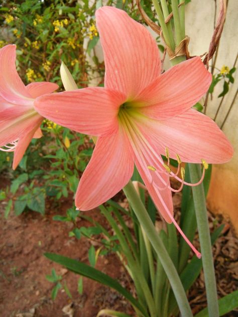 Lilies Flowers, Peach And Lily, Lily Flower, Wedding Inspo, Vision Board, Lily, Flowers