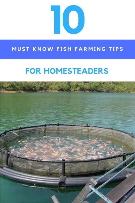 Fish For Beginners, Farming Tips, Fish Farm, Aquaponics Fish, Aquaponics Diy, Aquaponic Gardening, Reef Fish, Aquaponics System, Urban Homesteading