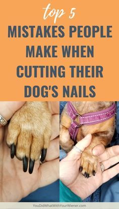 Dog Benadryl, Clipping Dog Nails, Cut Dog Nails, Dogs Nails, Trimming Dog Nails, Dog Grooming Diy, Dog Remedies, Dog Grooming Tips, How To Cut Nails