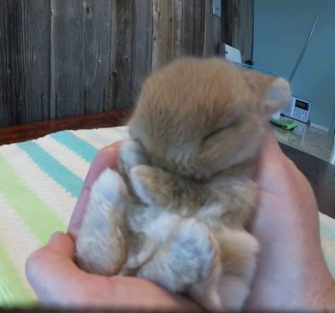 Bunny Therian, Bunny Pics, Tiny Animals, Cute Bunny Pictures, Pet Bunny, Bunny Pictures, Cute Bunnies, Cute Animals Images