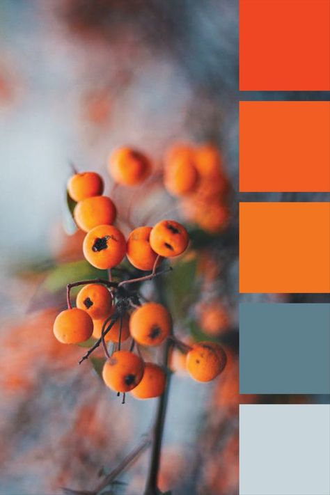 Orange, grey, blue-grey color palette Blue Grey Color Palette, Worship Outfits, Orange Palette, Blue Grey Color, Website Color Palette, Grey Color Palette, Colour Board, Orange Grey, Color Stories