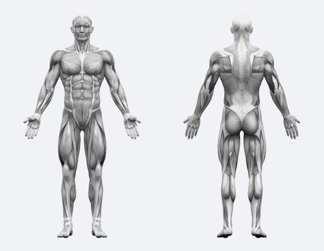 The human body has 650+ muscles, but we’ve simplified things for lifters. Learn the 11 major muscle groups and how to train them correctly for a better body. Human Muscle Anatomy Muscular System, Muscle Groups Anatomy, Muscle Structure Anatomy, Simplified Muscle Anatomy, Human Body Muscles, Skeletal Muscle Structure, Muscle Diagram, Muscle Structure, Major Muscles