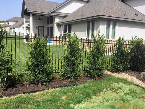 Top 10 Trees and Shrubs for Privacy - Lisa's Landscape & Design Screen Trees Privacy, Privacy Tree Landscaping, Trees Along Fence Backyards, Tree Fence Ideas, Privacy Trees Along Fence, Privacy Landscaping Between Houses, Landscaping For Privacy, Backyard Trees Landscaping, Privacy Shrubs