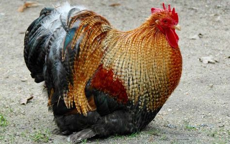 Breeding Chickens, Show Chickens, Chickens Breeds, Chicken Business, Chicken Breeding, Black Copper Marans, Hen Houses, Barred Rock, Coturnix Quail