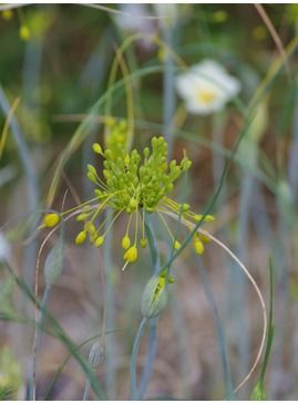 Allium flavum Allium Flavum, Plants