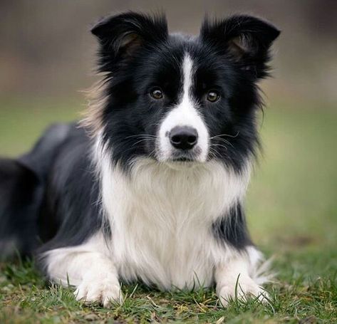 Black Border Collie, Border Collie Pups, Border Collie Black, Border Collie Training, Dog Border Collie, Cute Border Collie, Border Collie Puppy, Collie Puppy, Really Cute Puppies