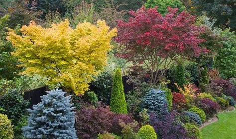 Acer palmatum 'Sango-kaku' and Acer palmatum 'Trompenburg' Japanese maples in autumn | Flickr - Photo Sharing! Japanese Maple Tree Landscape, Acer Garden, Sango Kaku, Maple Tree Landscape, Japanese Maple Garden, Conifers Garden, Japanese Style Garden, Japanese Maples, Japanese Garden Design