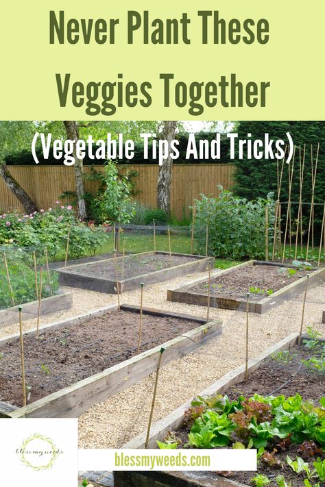 Gardening Trends, Garden Veggies, Starting A Garden, Veg Garden, Work Diy, Vegetable Garden Design, Garden Landscape Design, Vegetable Gardening, Garden Boxes