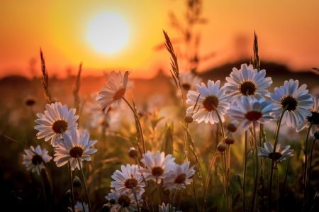 Daisies on Sun Shine - flowers, daisies, sunray, spring Spring Wallpaper Hd, Spring Desktop Wallpaper, Frühling Wallpaper, Daisy Background, Daisy Wallpaper, Spring Wallpaper, Montage Photo, Sunset Wallpaper, Sunset Art