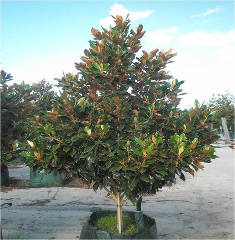 Magnolia 'Little Gem' good for near the pool, offers dense… Magnolia Tree Landscaping, Little Gem Magnolia Tree, Teddy Bear Magnolia, Magnolia Little Gem, Nursery Western, Evergreen Magnolia, California Landscaping, Gem Tree, Magnolia Grandiflora