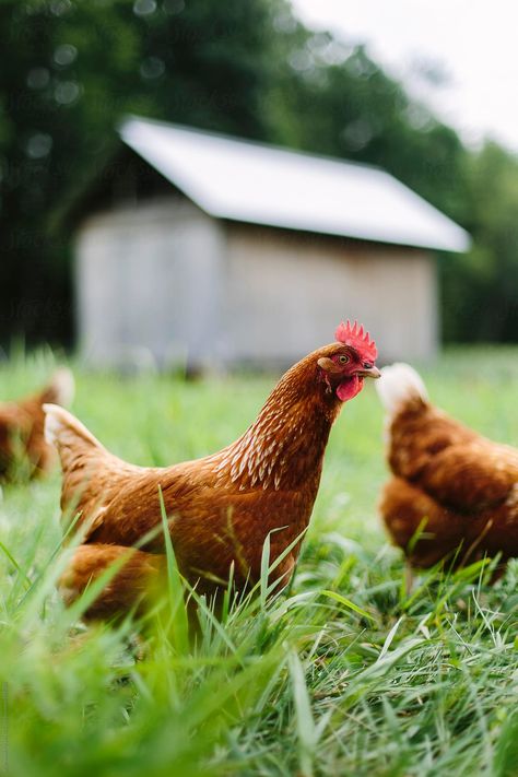 Chicken Photoshoot, Future Farms, Wanderlust Photography, Farm Photography, Beautiful Landscape Photography, Backyard For Kids, Beach Landscape, Photoshop Photography, Documentary Photography