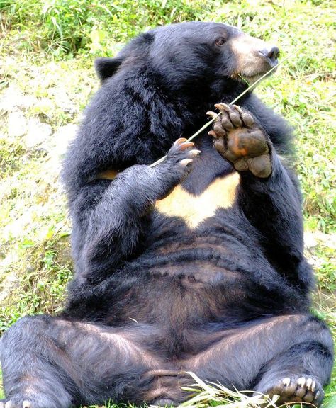 Animal Photography Asian Black Bears: The Cutest Creatures in the World Asian black bears are one of the cutest creatures in the world. They are also one of the most endangered animals in the world. Asian black bears are found in the forests of China, Russia, and North Korea. They are a threatened species due to habitat loss and bowling. In China, they are also hunted for their body parts, which are used in traditional Chinese medicine. Asian Black Bear, Asiatic Black Bear, Spectacled Bear, Moon Bear, Animal Inspiration, Sloth Bear, Black Bears, Wild Kingdom, Animal References