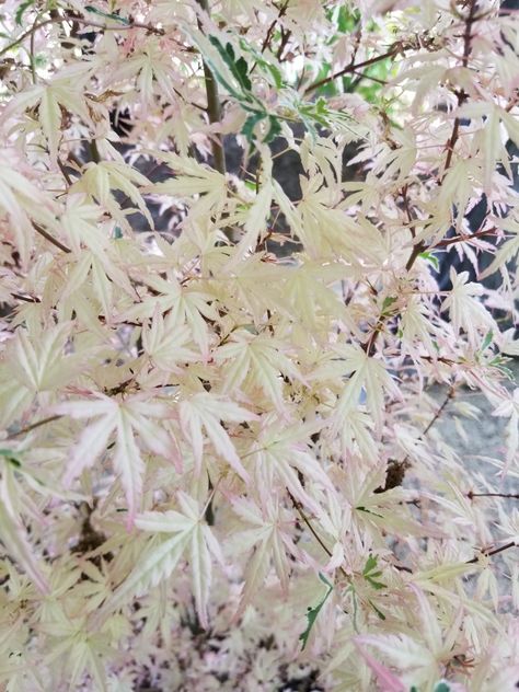 Taylor japanese maple at Quality Maples n More Maple Tree Landscape, Travel Mural, Japanese Maple Varieties, Coral Bark Japanese Maple, Types Of Succulents Plants, Japanese Maples, Maple Trees, Japanese Maple Tree, Flower Bulbs