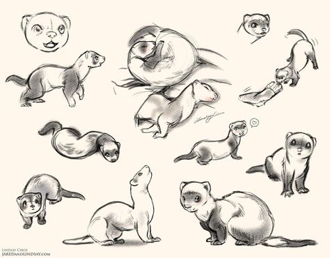 Ferrets by LCibos on DeviantArt Weasel Anatomy, Ferret Doodle, Ferret Art, Academic Drawing, Cute Ferrets, Animal Illustration Art, Drawing Faces, 캐릭터 드로잉, Animal Sketches