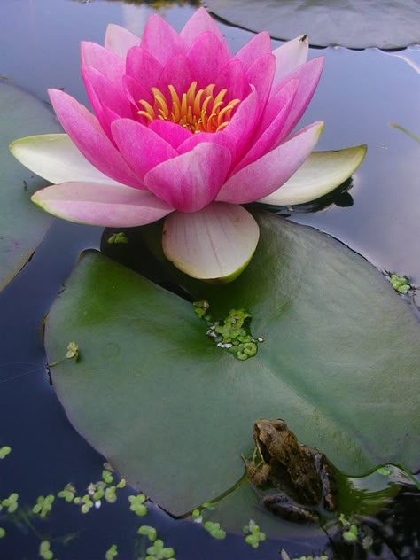 Tanaman Air, Water Lilies Painting, Lotus Flower Pictures, Lily Lotus, Lily Pond, A Pond, Water Flowers, Arte Floral, Water Lily