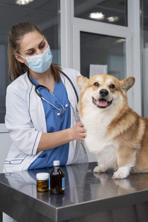 Veterinary Doctor, Hospital Tour, Animal Doctor, Working Cocker, Pediatric Care, Veterinary Services, Pet Boarding, Exponential Growth, Pet Clinic