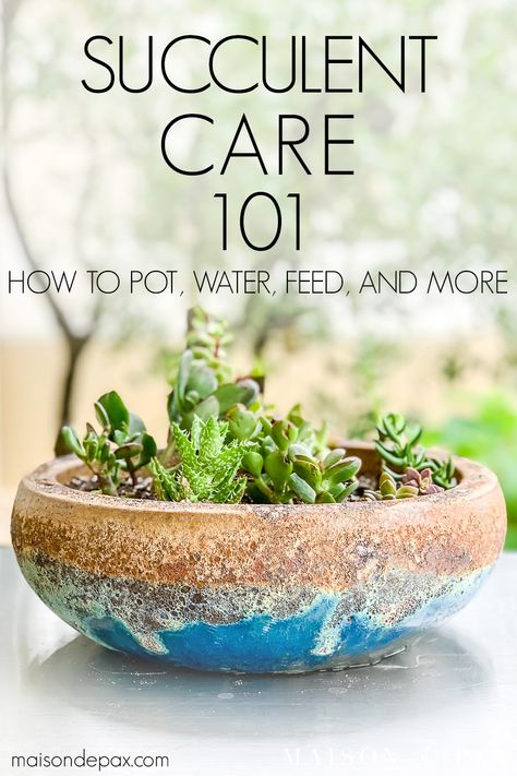 Succulents Care, How To Water Succulents, Plant Succulents, Succulent Planters, Succulent Garden Diy, Succulent Soil, Succulent Gardening, Succulents In Containers, Succulent Care