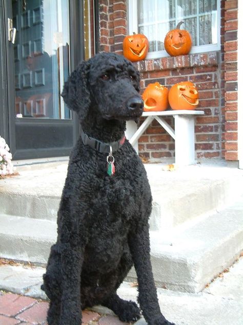 Standard Poodle Short Haircut, Black Poodle Haircut Styles, Black Standard Poodle Haircut Styles, Poodle Short Haircut, Standard Poodle Haircut Styles Short, Short Poodle Cuts, Short Poodle Haircut, Standard Poodle Haircut Styles, Standard Poodle Teddy Bear