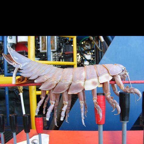 Bizarre Creepy creature found in Gulf of Mexico, deep in the ocean while drilling for oil. I got the heebie jeebies. Bathynomus Giganteus, Giant Isopod, Pill Bug, Ocean Depth, Horror Show, Crustaceans, Sea Monsters, Large Animals, Cthulhu