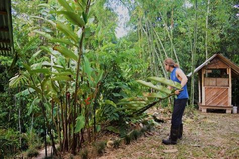 Tropical Permaculture, Tropical Food Forest, Mexican Sunflower, Kitchen Plants, Tropical Food, Tropical Living, Plant Fungus, Permaculture Gardening, Small Backyard Gardens