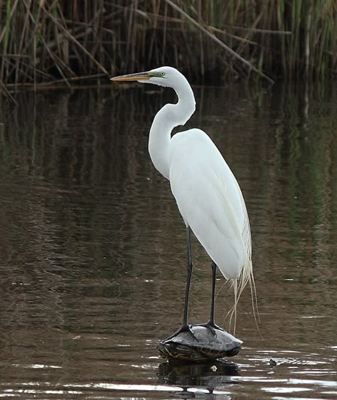 Photography - That ain't no rock ........ Snow Bird, White Egret Painting, Great White Egret Paintings, Snow Geese Photography, Snowy Egret, White Egret, Coastal Birds, Geese Landing In Water, Sunflower Pictures