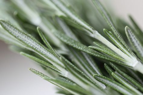 rosemary close up photography Rosemary Photography, Rosemary Aesthetic, Close Up Photography, Essential Oils Rosemary, Green Witch, 4 Life, Pale Green, Feng Shui, Rosemary