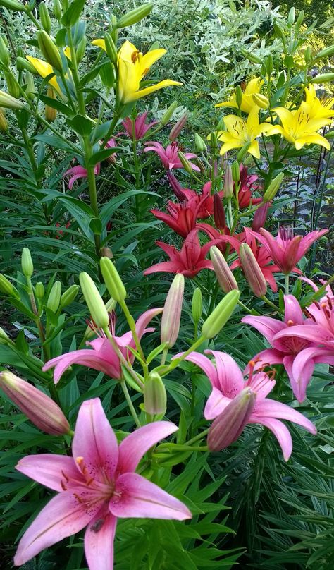 Lily Asiatic, Asian Lilies, Contemporary Botanical Art, Asiatic Lily, Paintings Flowers, Lilly Flower, Plants For Garden, Asiatic Lilies, Let It Grow