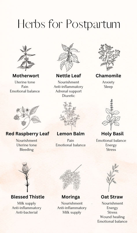 Some of the best herbs to support postpartum healing, emotional balance, and energy levels during the fourth trimester!  postpartum mom, new mom, holistic postpartum, hormone balance, mood support, adrenal health, milk supply, postpartum essentials, baby Korean Postpartum Care, The Fourth Trimester, Postpartum Natural Remedies, Holistic Postpartum Care, Herbs For Postpartum, Postpartum Hormone Balance, Natural Postpartum Essentials, Postpartum Herbs, Holistic Mom