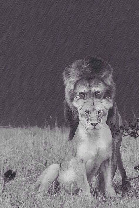 "It doesn't matter what is in front of her as long as she knows who is behind her." A Lion, Lion, Black And White, White, Instagram, Black