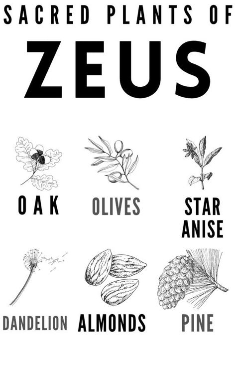 Sacred plants of Zeus include the oak, olives, star anise, dandelion, almonds, and pine. Jupiter or Zeus god altar ideas with herbal magick. Use herbalism to honor Zeus. Jupiter herbs to honor. Jupiter god correspondences for witches. Jupiter symbols for witches, pagan, wiccan or pagan altars, and what is a Wiccan altar? Build your own altar to Zeus or Jupiter and use it as your personal altar with rituals to honor the Greek and Roman gods of lightning and thunder. Jupiter God Art, Greek Pagan Altar, Zeus Offerings, Jupiter Altar, Zeus Symbol, Jupiter Mythology, Zeus Altar, Greek Paganism, Deity Candles