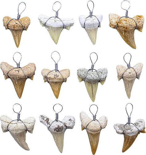 Hannah Thomas, Shark Teeth Jewelry, Sharks Tooth, Shark Pendant, Mexico Jewelry, Shark Tooth Pendant, Tooth Pendant, Shark Tooth Necklace, Easy Jewelry