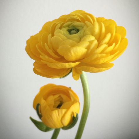 January Inspiration, Yellow Ranunculus, Persian Buttercup, Italian Flowers, Flower Simple, Lilies Of The Field, Wafer Paper Flowers, Ranunculus Flowers, Nursery Mural