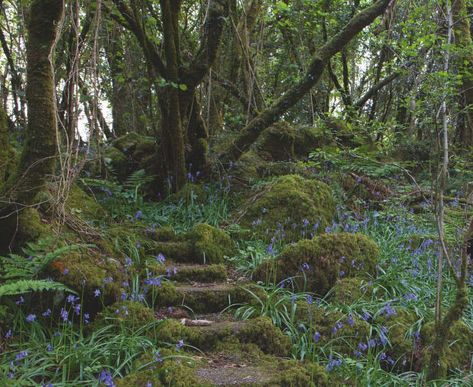 10 Garden Ideas to Steal from Ireland Forest Garden Ideas, Irish Garden, Gothic Garden, Garden Walkway, Forest Garden, Woodland Garden, Garden In The Woods, Natural Garden, Garden Cottage